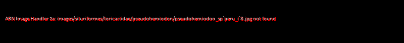Pseudohemiodon sp. `PERU I`